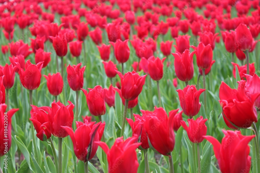Red tulips Red tulips
