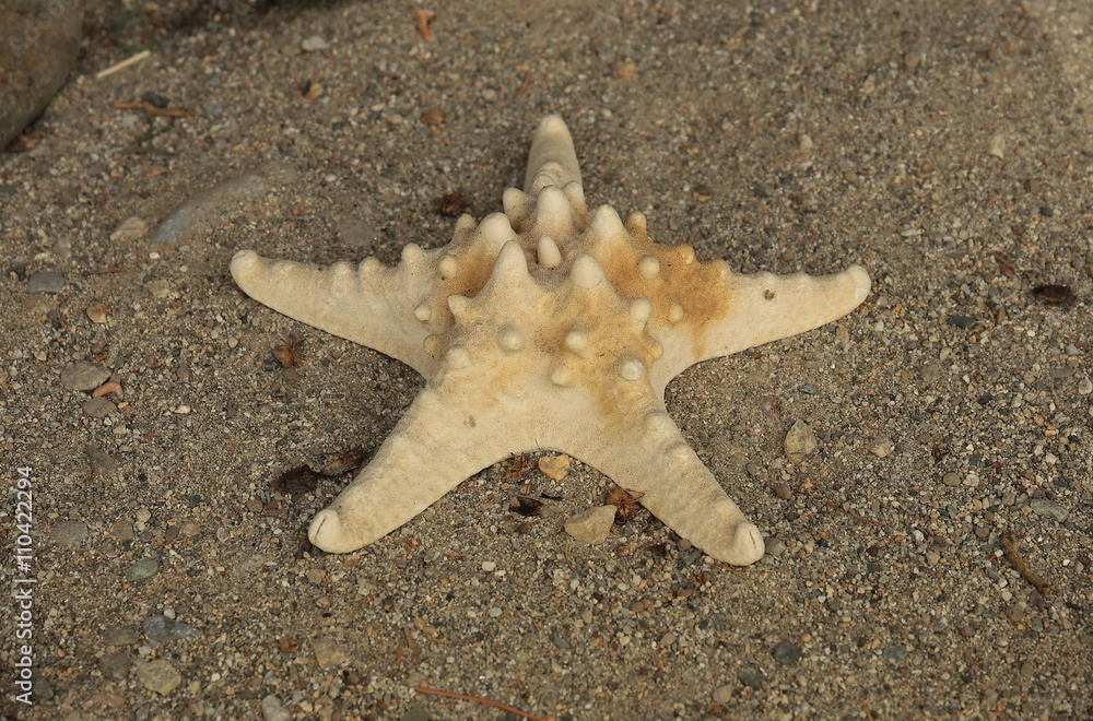 Stella marina preistorica Stella marina preistorica