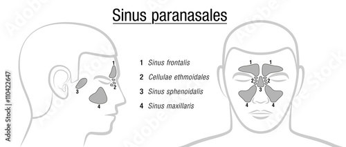 Paranasal sinuses - LATIN TERMS! Isolated vector illustration over white. photo