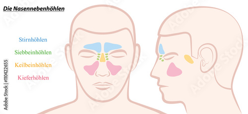 Paranasal sinuses on a male face in different colors - GERMAN TEXT! Isolated vector illustration over white. photo