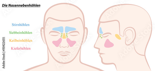 Paranasal sinuses on a male face in different colors - GERMAN TEXT! Isolated vector illustration over white.