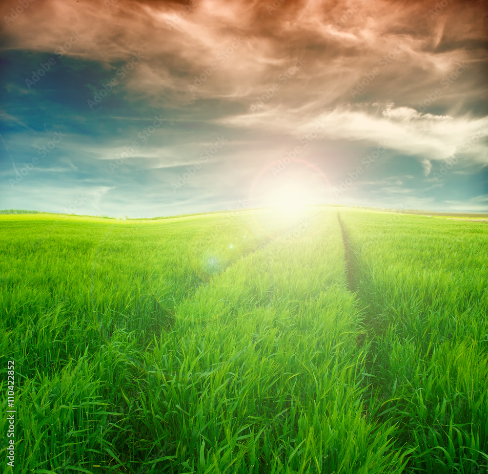Image of green grass field and bright sky Image of green grass field and bright sky