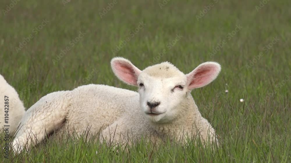 white lamb lying on Meadow and looking white lamb lying on Meadow and looking