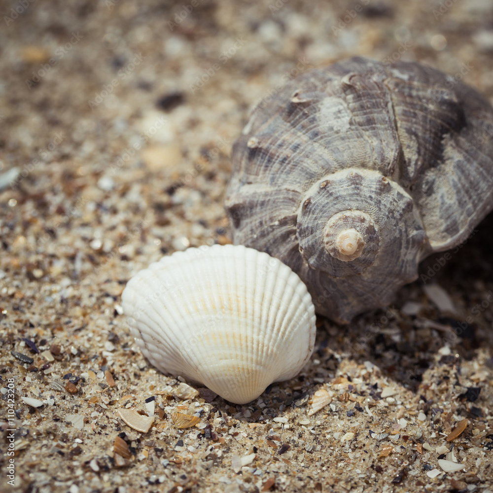 Shells on the sand as a beach background Shells on the sand as a beach background