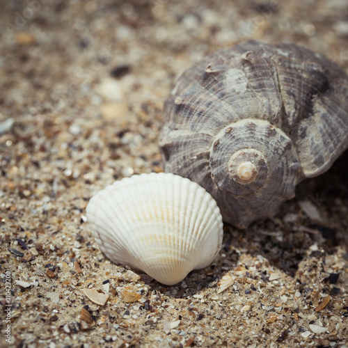 Shells on the sand as a beach background © Androlia