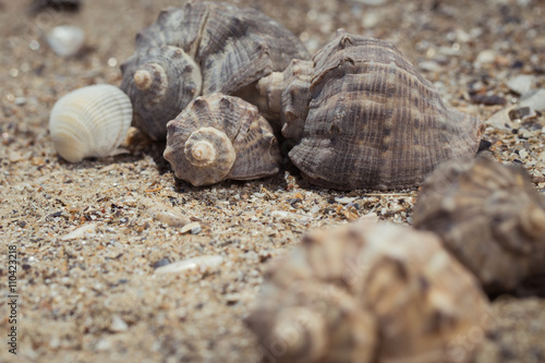 Shells on the sand as a beach background