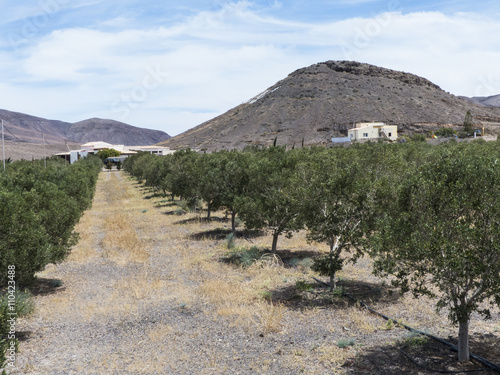 Olive trees oil field on the Canary Islands. photo