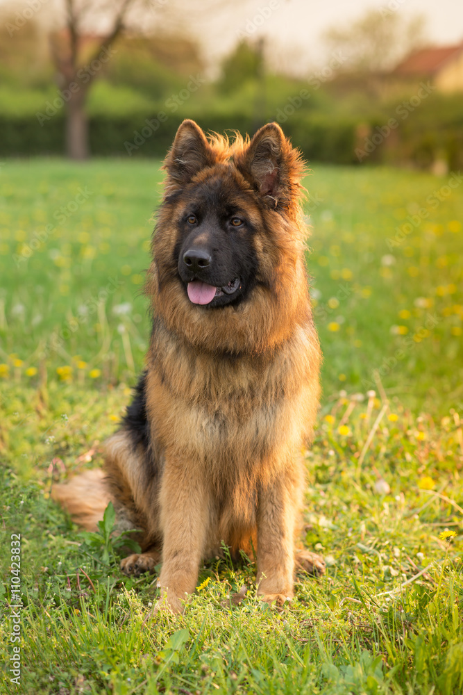 German Shepherd sitting on the green grass German Shepherd sitting on the green grass
