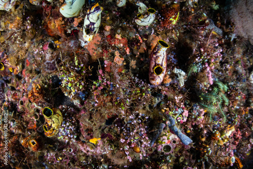 Coral Reef Biodiversity in Raja Ampat