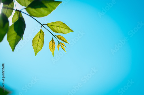 leaf texture blue background