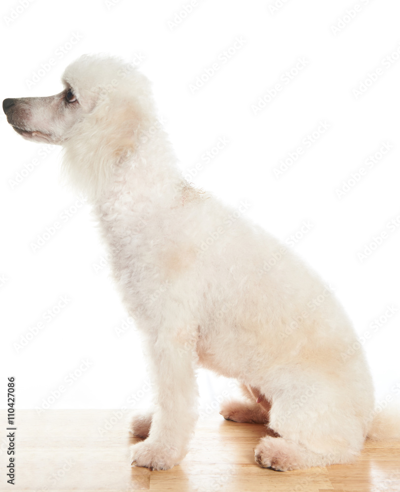 Obraz premium white poodle in profile
