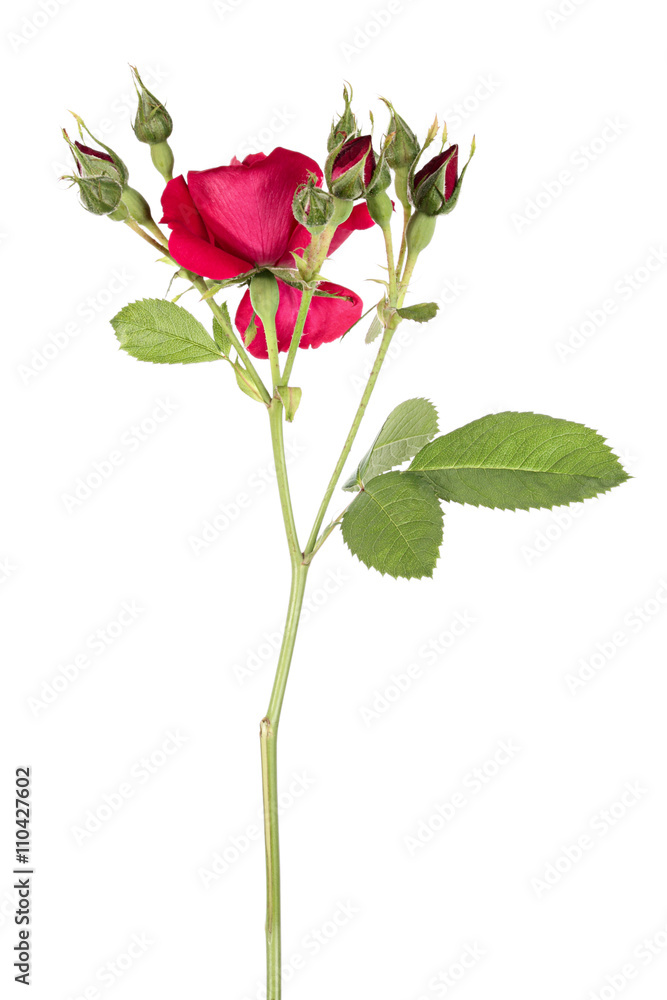 Fototapeta premium Rose