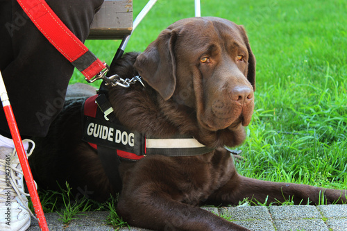  Seeing Eye Dog/Guide Dog for the Blind 