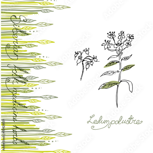 Siberian folk medecine herbs vector set. Botanical vector set. Ledum polustre