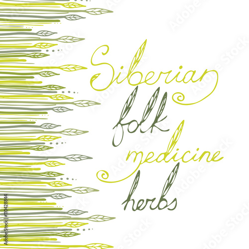 Siberian folk medecine herbs vector set. Botanical vector set.
