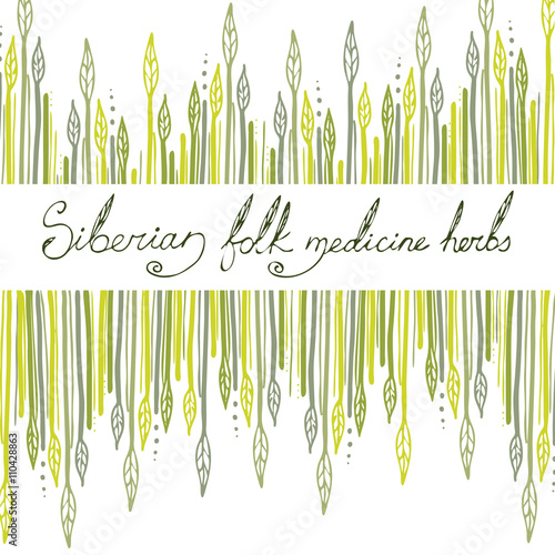 Siberian folk medecine herbs vector set. Botanical vector set.