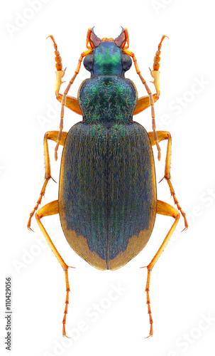 Beetle Chlaenius vestitus photo