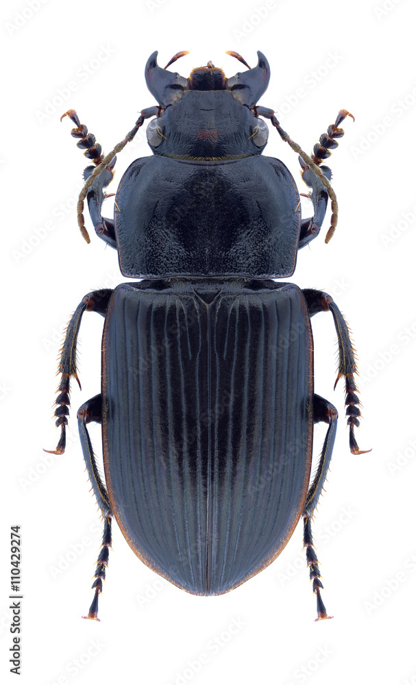 Beetle Anisodactylus signatus Beetle Anisodactylus signatus