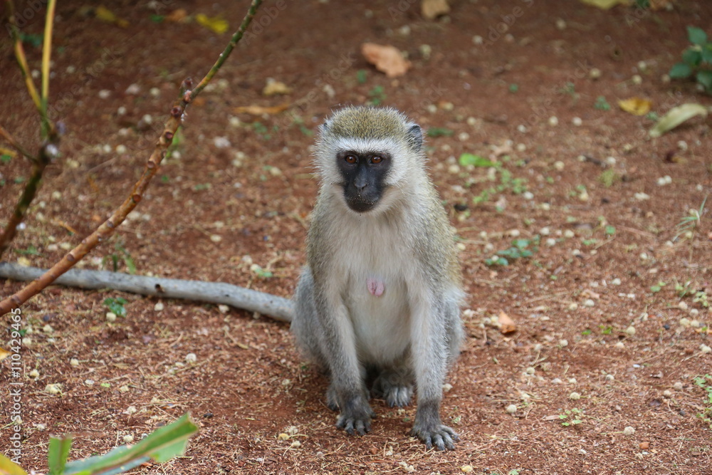 Obraz premium African Monkey