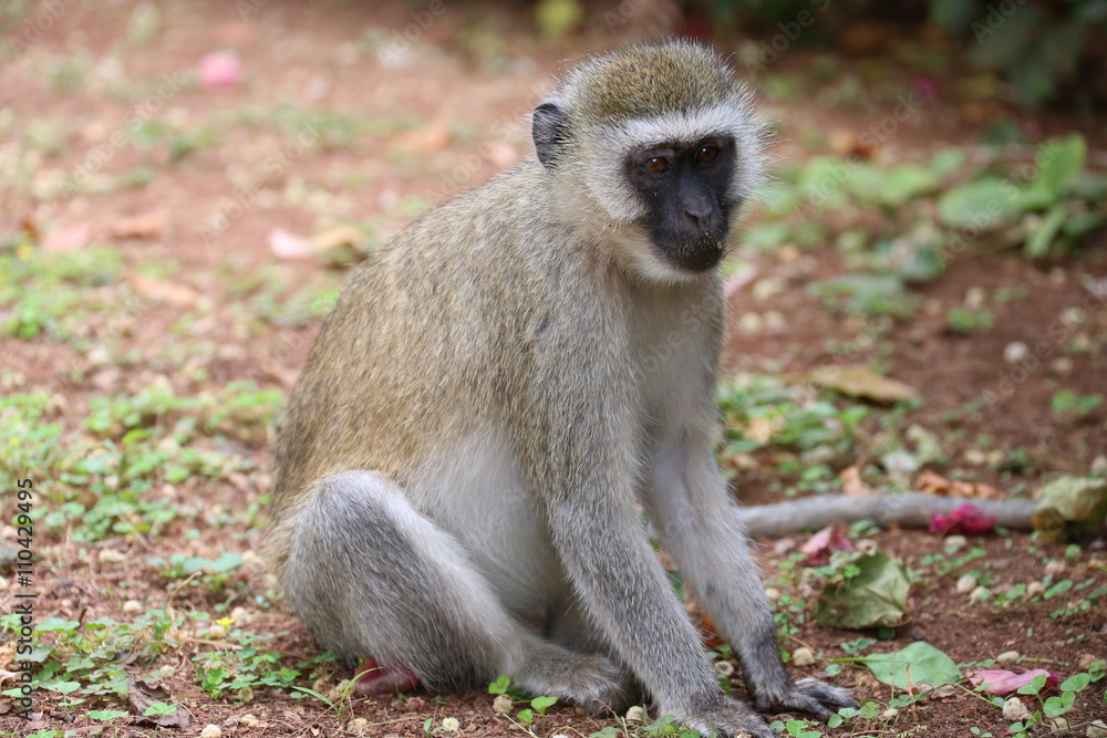 Wild Monkey Wild Monkey