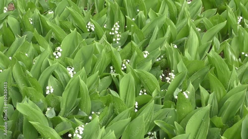 Lily of the valley after the spring rain Lily of the valley after the spring rain