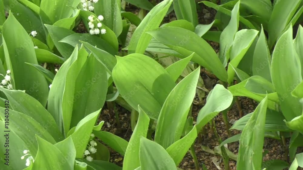 Lily of the valley after the spring rain Lily of the valley after the spring rain