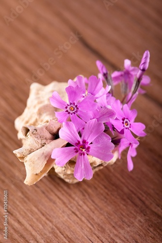 Several pink carnations placed in seashell