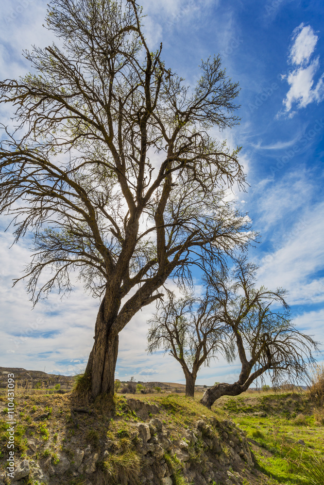 Three trees. Orce, Comarca de Huéscar, Granada, Andalucía, Spain, Europe. Three trees. Orce, Comarca de Huéscar, Granada, Andalucía, Spain, Europe.
