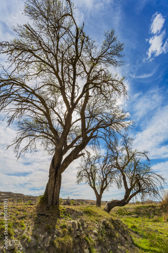 Three trees. Orce  Comarca de Hu  scar  Granada  Andaluc  a  Spain  Europe.