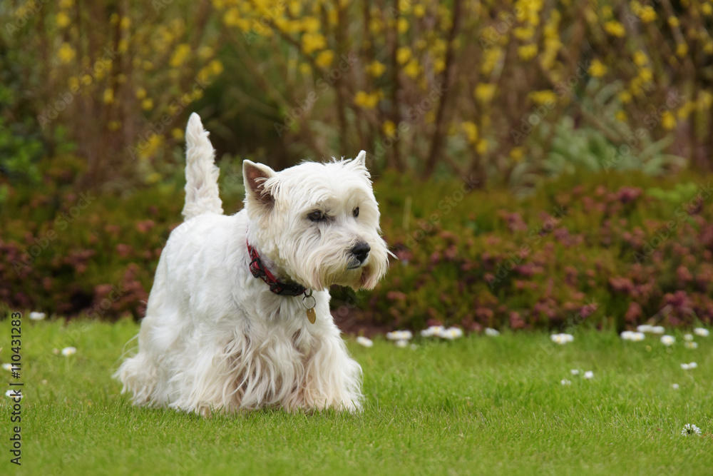 West Highland White Terrier West Highland White Terrier