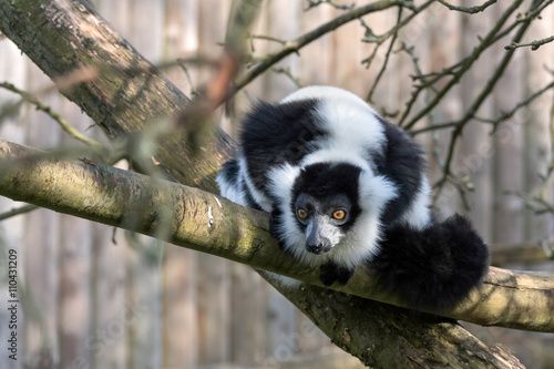 Black-and-White Ruffed Lemur (Varecia variegata) photo