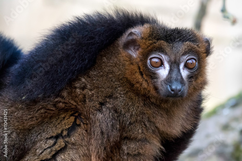 Black Lemur (Eulemur macaco)