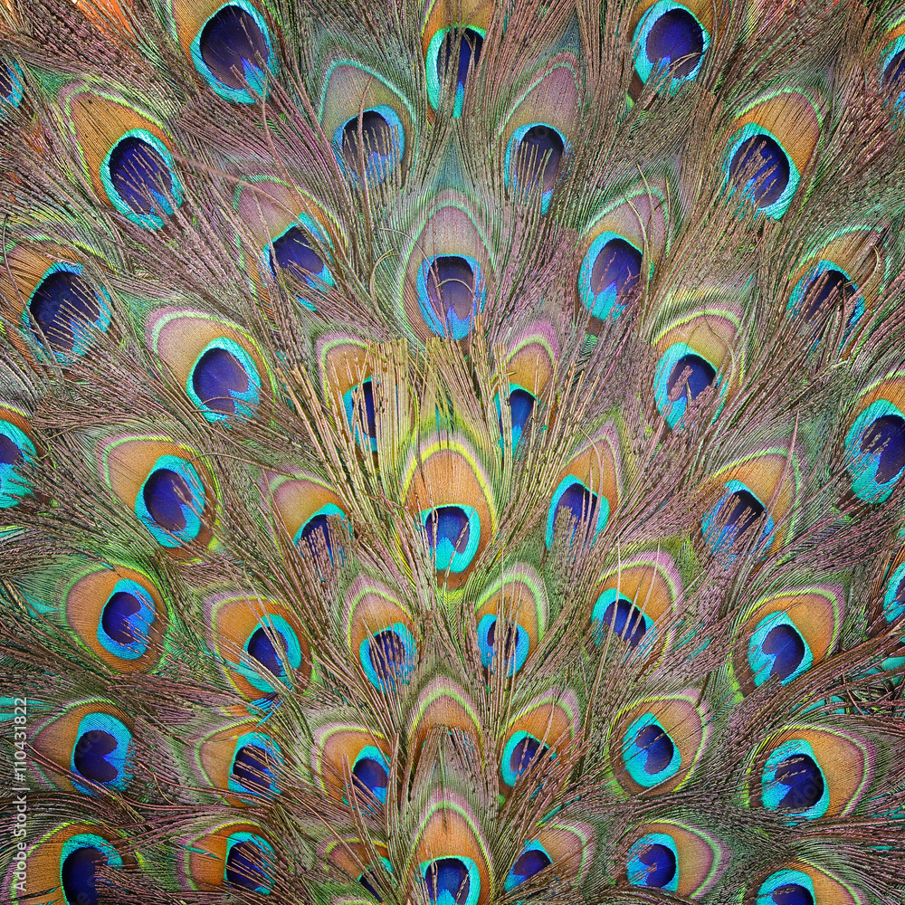 Naklejka premium Peacock feather pattern background.