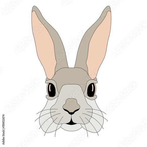 Bunny realistic vector illustration face