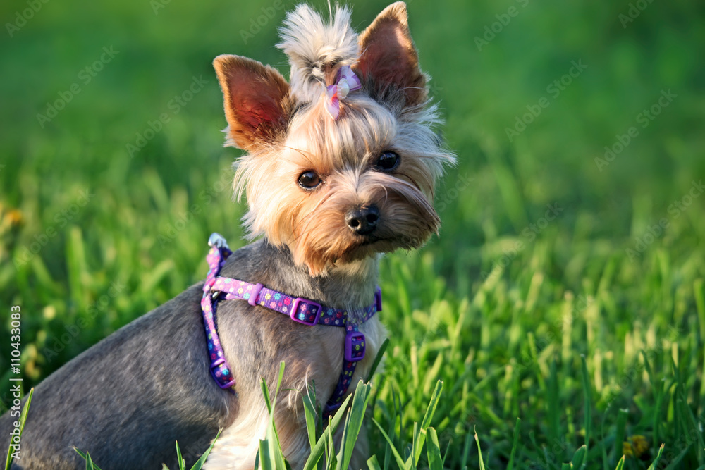 Yorkshire Terrier Dog outdoor in grass