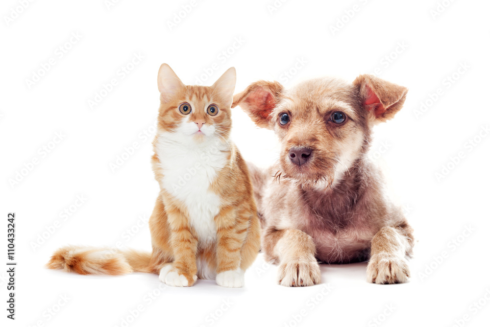 shaggy puppy and kitten looks shaggy puppy and kitten looks