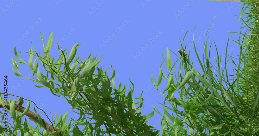 Woody Stalks of Willow Young Tree on Blue Screen Narrow Long Leaves Plants on a Lawn Sunny Summer Day Green Grass Blades Are Swaying at the Wind Woody Stalks of Willow Young Tree on Blue Screen Narrow Long Leaves Plants on a Lawn Sunny Summer Day Green Grass Blades Are Swaying at the Wind