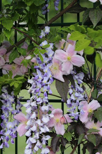 Blauregen und Clematis photo