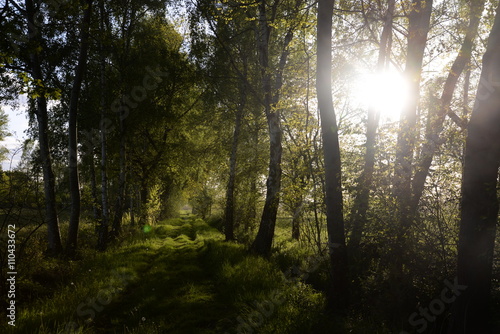 Weg im Gegenlicht