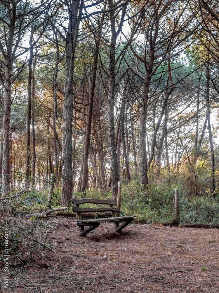 Bench in a pine trees forest in Tuscany near the sea Bench in a pine trees forest in Tuscany near the sea