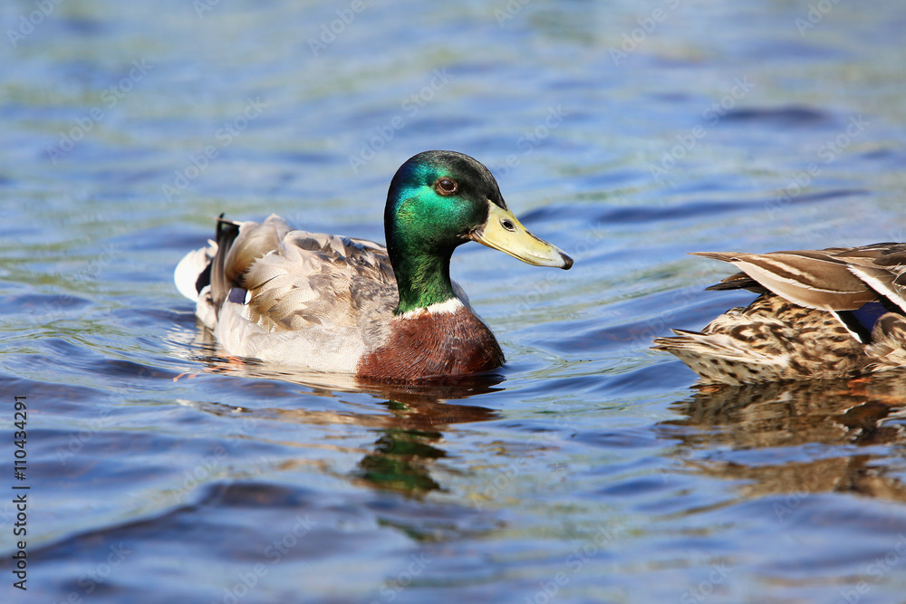 wild ducks wild ducks