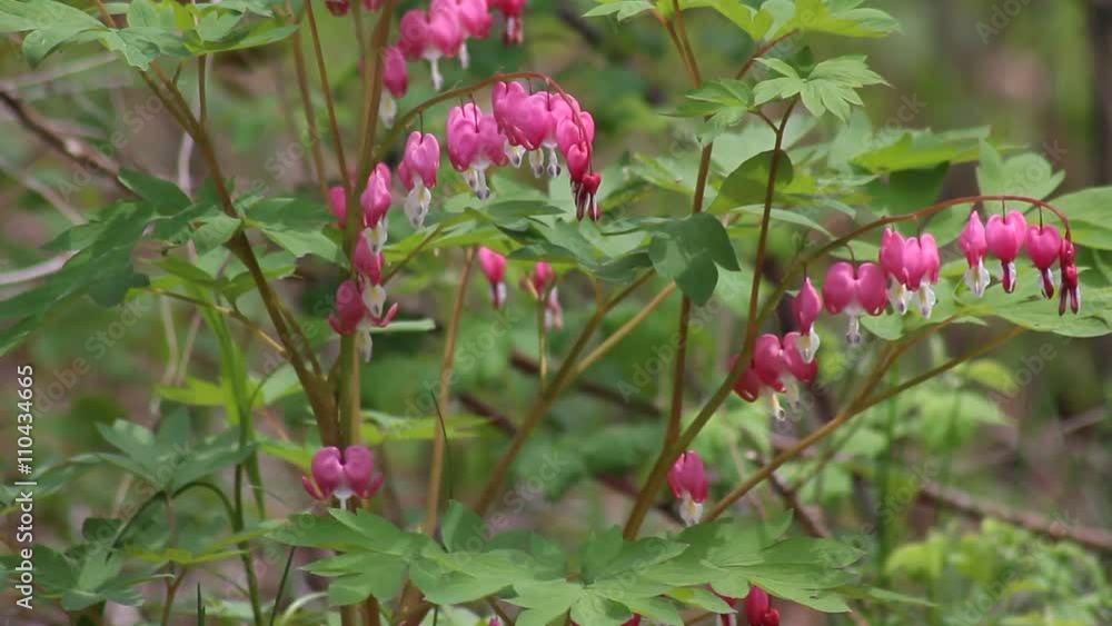 A bleeding hearts plant blooming in Spring Season A bleeding hearts plant blooming in Spring Season