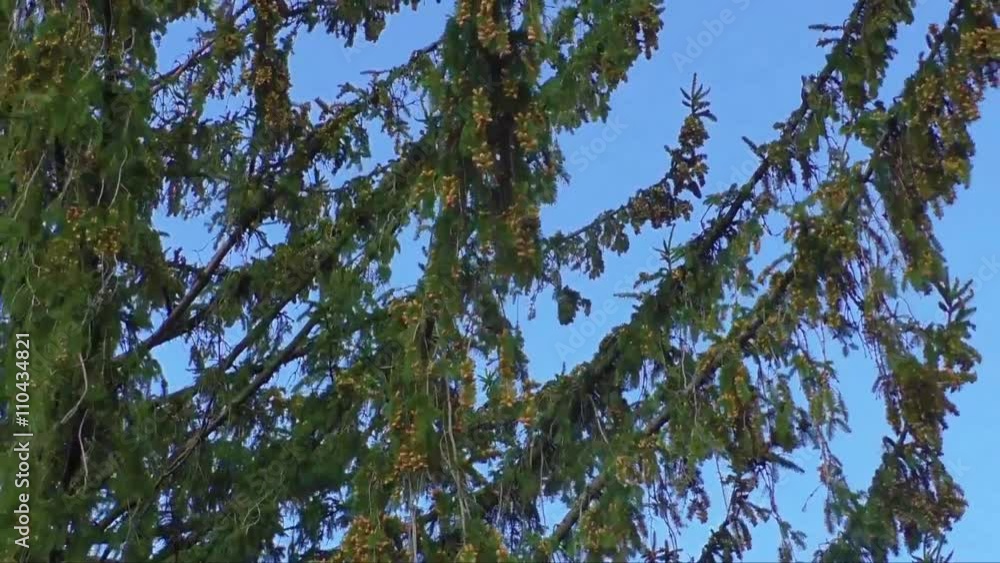 High tree moving in wind against a blue sky
High tree moving in wind against a blue sky