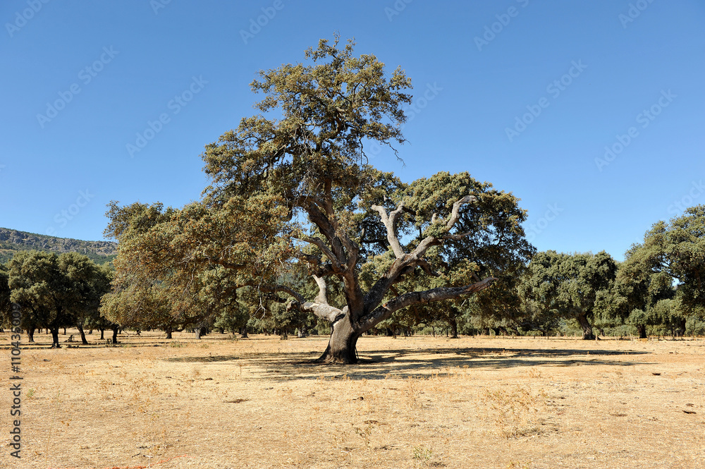 Parque Natural del Valle de Alcudia, encina milenaria, provincia de Ciudad Real, España Parque Natural del Valle de Alcudia, encina milenaria, provincia de Ciudad Real, España