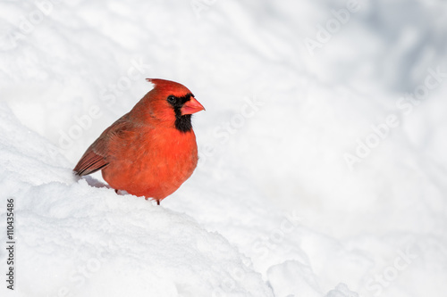 Northern Cardinal - Cardinalis cardinalis