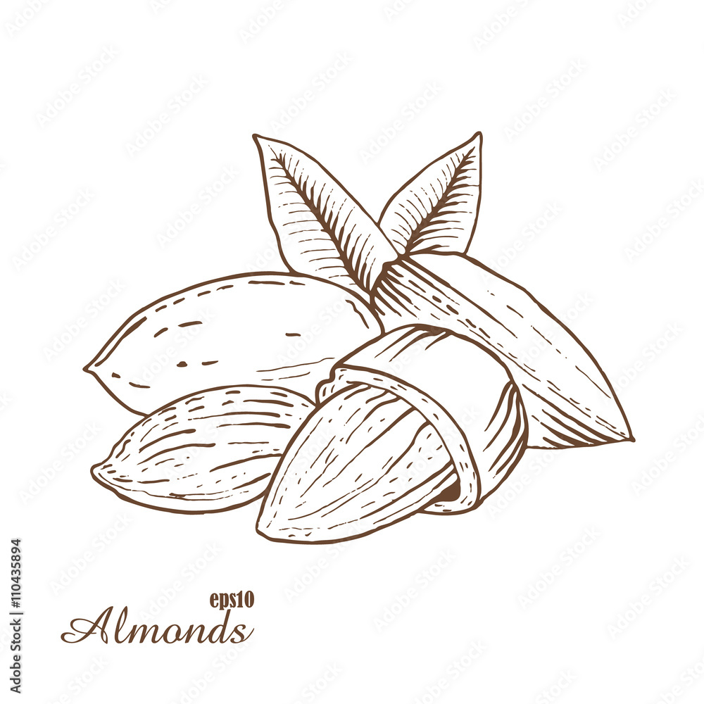 Almonds. Woodcut style. Hand drawn sketch walnut. Vector illustration. Almonds. Woodcut style. Hand drawn sketch walnut. Vector illustration.
