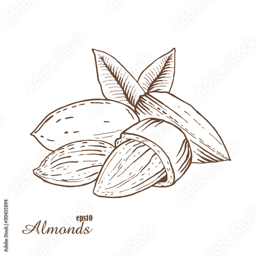 Almonds. Woodcut style. Hand drawn sketch walnut. Vector illustration.