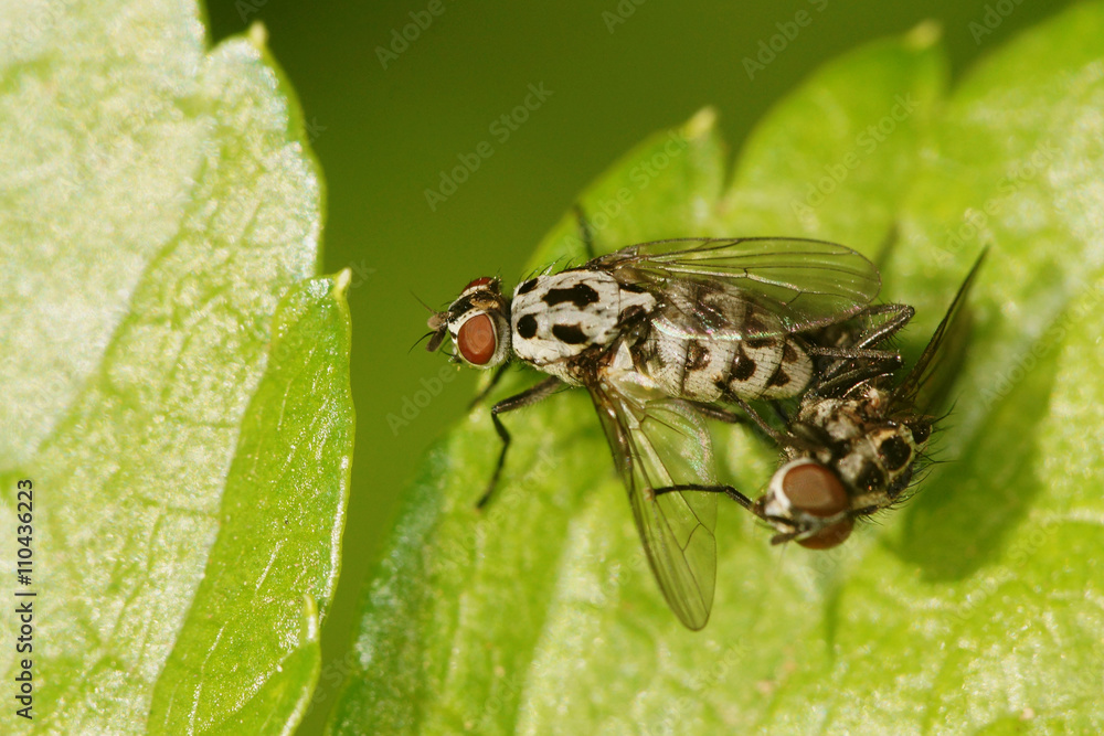 Fototapeta premium Fly - Anthomyia pluvialis - Copulation