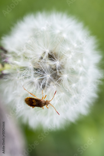 Bug on dandelion