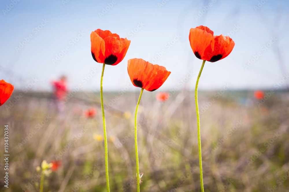 Obraz premium Three red poppies